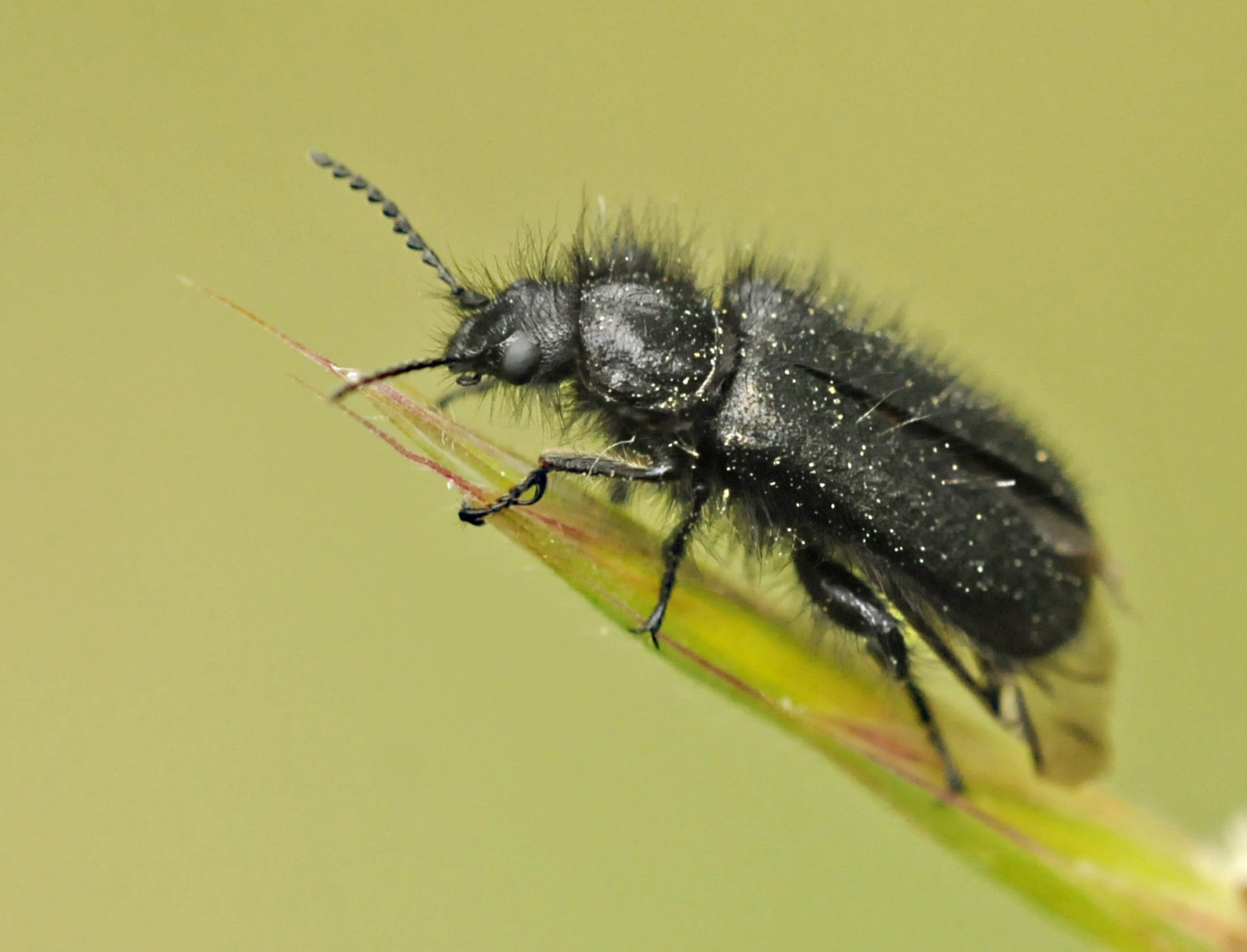 Coleottero da identificare - Enicopus sp.